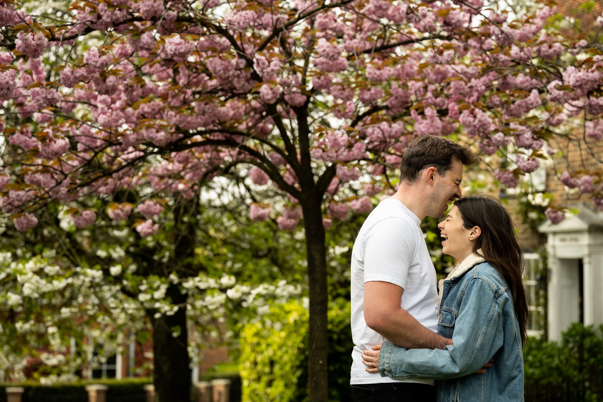Couple laugh under spring cherry blossoms on St Albans engagement shoot