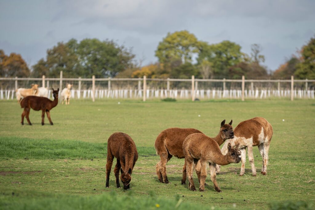 Llamas at Coltsfoot wedding venue Hertfordshire